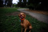 Serene Canine in a Green Wonderland