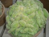 Prickly Beauty