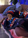 Cozy Canine on Couch