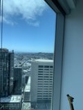 Giraffe in the City