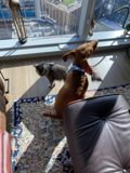 Furry Friends Relaxing in the Living Room