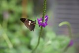 A Captivating Interlude at The California Academy of Sciences