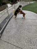 Tug-of-War with a Toy