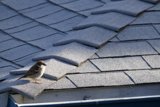 Morning Visitor in El Sereno