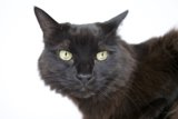 Green-eyed Beauty