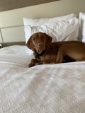 Cozy Canine Retreat