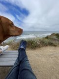 Man's Best Friend