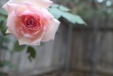 Rose in Bloom