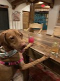 Regal Hound on a Plywood Throne
