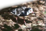 Red-beaked Waterfowl