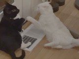 Two Cats Sharing a White Fan Heater