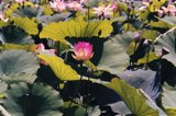 Lotus Flower Amidst a Sea of Greenery