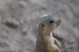 Skyward Squirrel