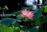 Pink Lotus Blossom