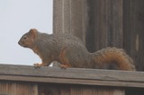 Fox Squirrel Perched on Wooden Deck Railing