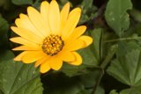 Golden Daisy in Bloom