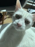 White Cat in a Bowl