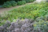 A Lush Garden of Plant Diversity