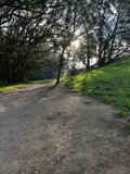 Serene Trail Through the Trees