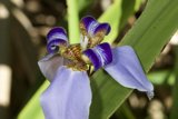 Purple and Yellow Floral Beauty