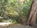 Majesty of Trees