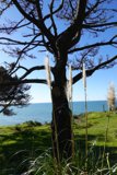 Towering Tree amidst Lush Vegetation and Blue Sky