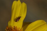 Bug on a Striped Yellow Flower