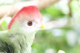 Vibrant Plumage: A Glimpse of Nature's Artistry