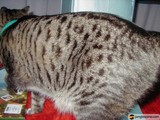 Purrfectly Positioned