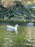 Feathered Friends at Stow Lake