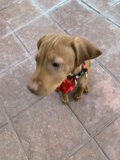 The Fashionable Hound
