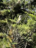 Feathered Perch