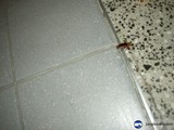 Creepy Crawly Critter