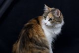 Calico Kitty on Black Background