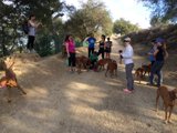 A Relaxing Day at the Park with Friends and Furry Companions