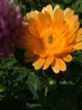 Daisy Bug