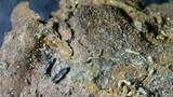 Macro View of Crumbling Rock and Organic Debris