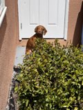 Puppy in the Plants