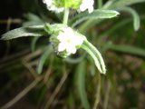 Delicate Acanthaceae Flower