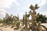 Majestic Cactus Garden