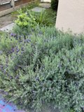 Lavender Serenity