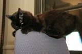 The King of the Chair