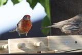 Garden Companions
