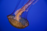 Mystical Beauty of the Monterey Depths