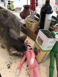 Curious Cat and the Toy Elf