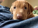 Lap Pup Love