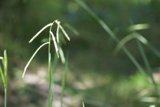 Whisper of the Grass