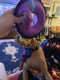 Playtime with Puppy