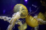 Radiant Wonders of the Deep - The Jellyfish Ballet