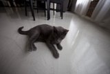 Lazy Gray Cat on Hardwood Flooring